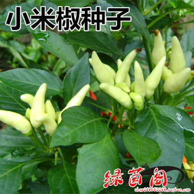 小米椒白色野生朝天椒蔬菜种子