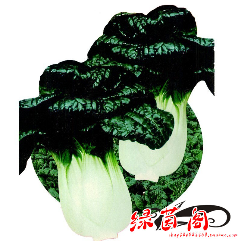 种子白菜冬菜黑油乌油乌塌菜黑色奶油小白菜籽秋冬季耐寒蔬菜种孑