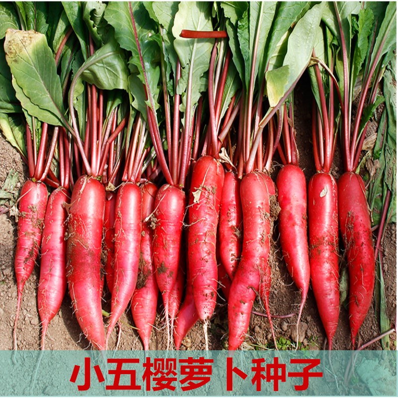 小五樱水萝卜种籽红皮秋蔬菜水果