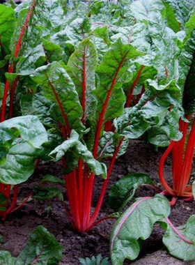 根达菜种籽红莲草救心草红梗菠菜红叶甜菜马兰头四季耐寒蔬菜种子