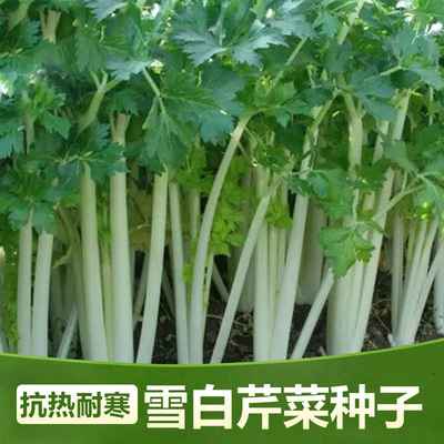 脆嫩雪白芹菜种子孑白杆抗热耐寒春夏秋季四季播香味浓小香芹易种