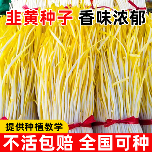 韭黄种子韭菜籽紫根红根大叶宽叶韭菜种籽根苗老品种阳台蔬菜种籽