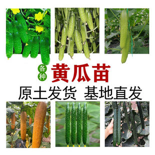 黄瓜苗春季 庭院阳台盆栽瓜果种子蔬菜苗水果小黄瓜满地爬秧苗