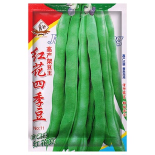 红花四季豆种子 四季播种无架地豆角种苗 蔬菜种籽农家田园易种活