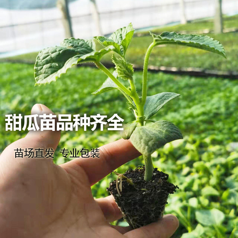 甜瓜种大全绿宝石羊角蜜小香瓜哈密瓜孑老品种四季瓜种籽种子苗秧