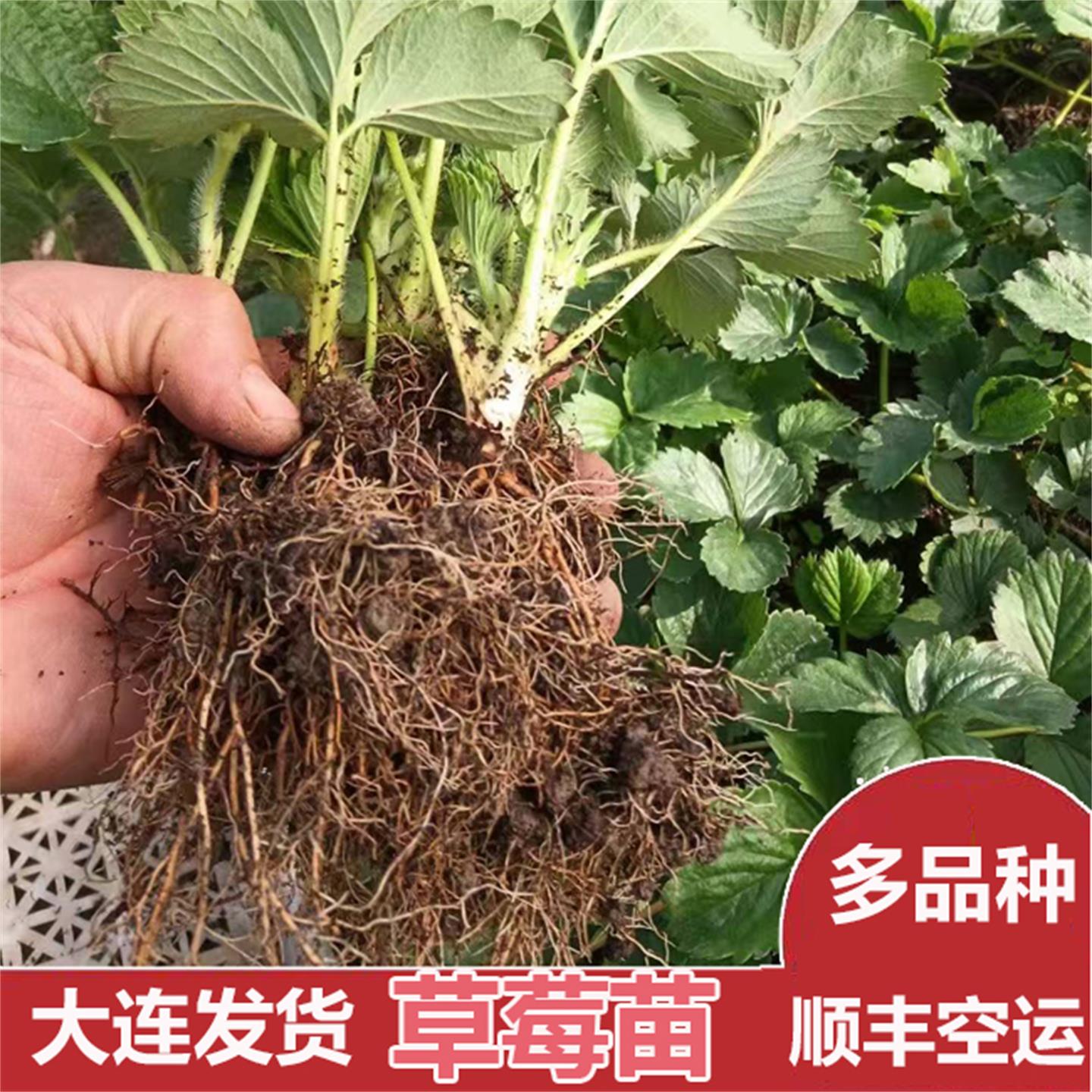 四季草莓苗淡雪真红芊贵珠雪裸根苗阳台种植盆栽草莓苗
