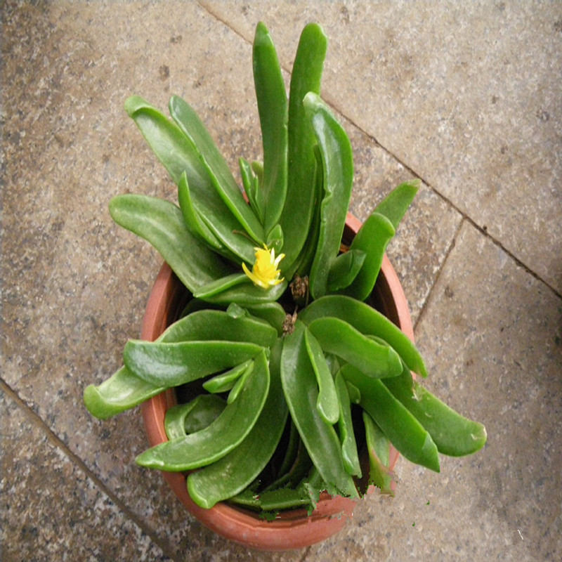 佛手托金多肉植物 防辐射仙人佛手 佛手掌 佛手托金 净化空气包邮