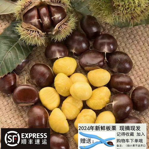 山东野生新鲜下树泰山生板栗