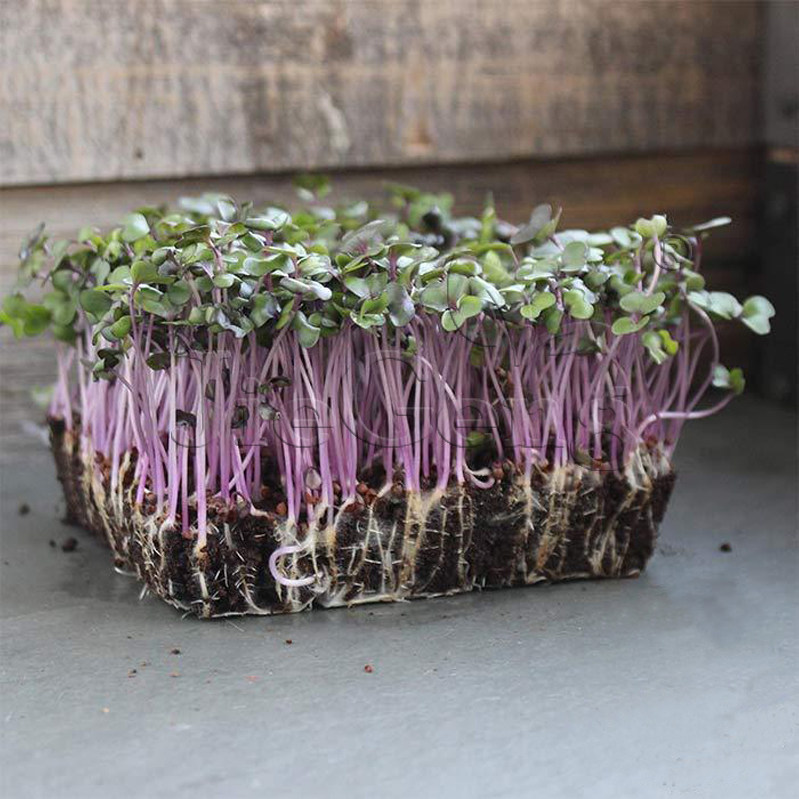 紫甘蓝种子 苗菜包菜cabbage red acre microgreensseeds微型蔬菜