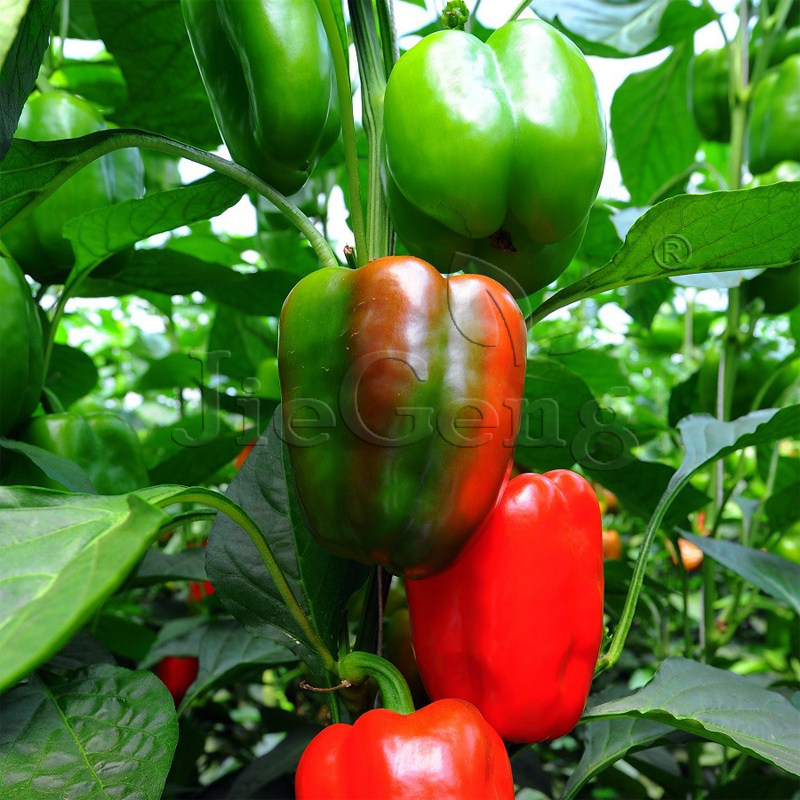 甜椒种子 灯笼椒 柿子椒彩色辣椒 四季播种蔬菜种籽sweet pepper