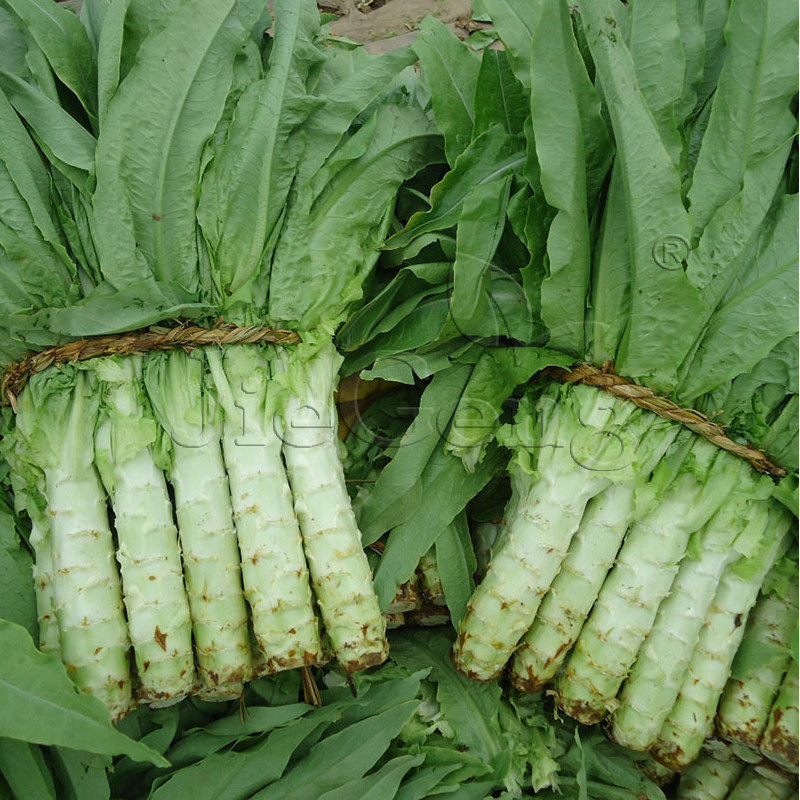 茎用莴苣,茎用莴苣叶_大山谷图库