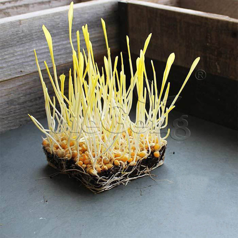 玉米种子 苗菜芽苗菜corn yellow seeds microgreens西餐微型蔬菜