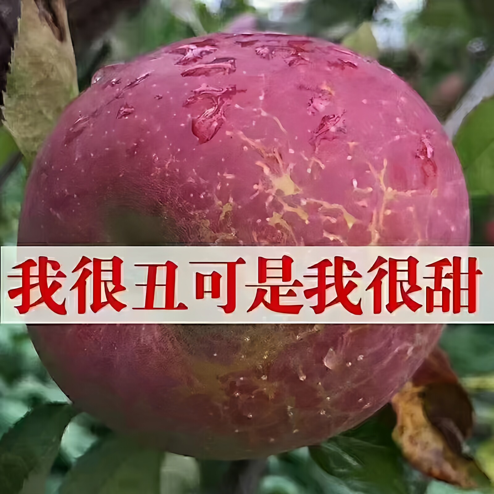 大凉山丑苹果冰糖心苹果产地直发