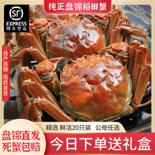 盘锦河蟹稻田蟹20送2全母顺丰鲜活特大闸蟹顶盖肥螃蟹水产礼包邮