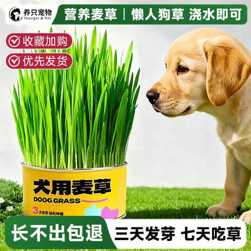 养只宠物营养狗草懒人种植护肠胃