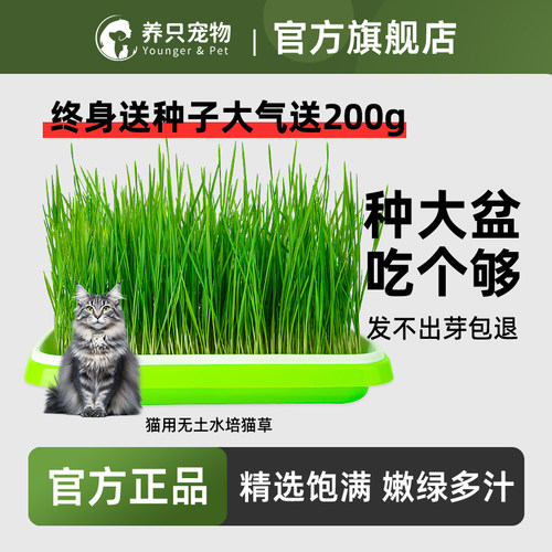 养只宠物兔草种子猫草自种