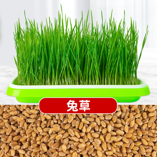 小麦兔子草种芽苗菜盘猫薄荷水培