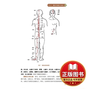 正版全新手到病除之经络养生：十二经脉与奇筋八脉9787572705366曲黎敏四川科学技术出版社2022-05-01