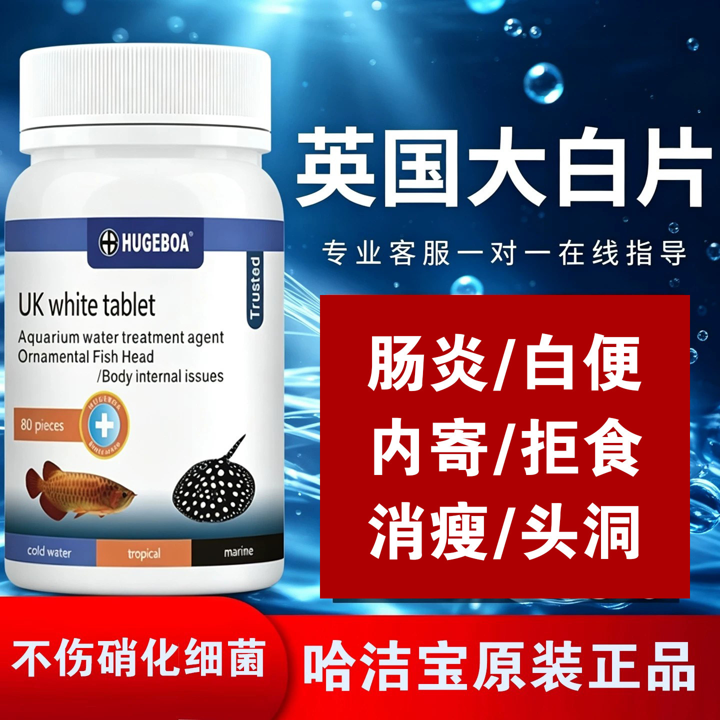 正品观赏鱼用内寄外寄英国大白片