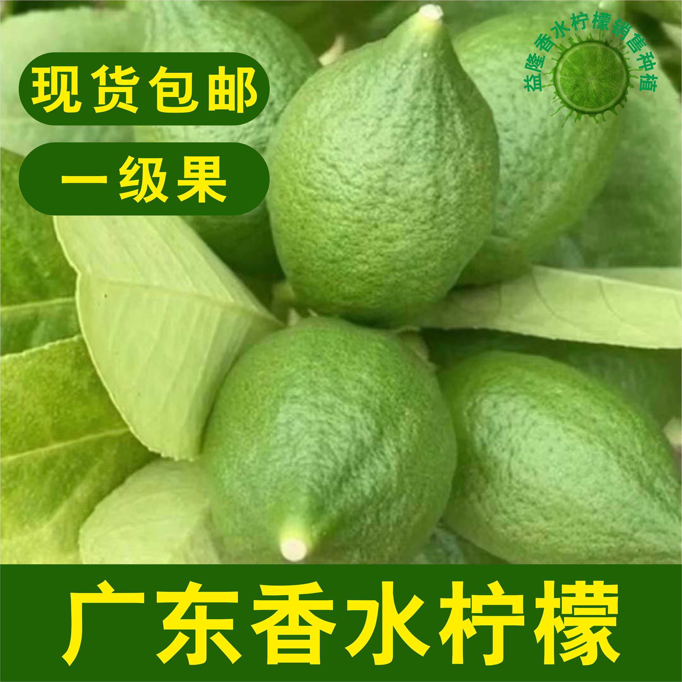 包邮广东香水柠檬新鲜一级果农户摘发货，手打柠檬茶专用果