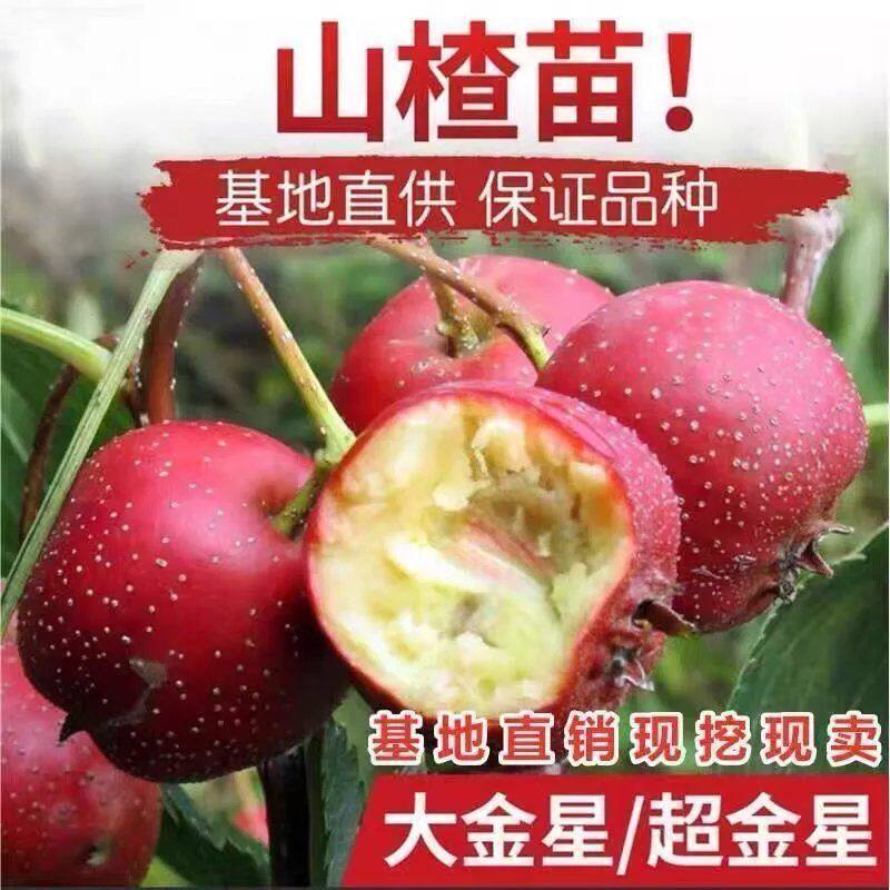 当年嫁接山楂树大五楞超大金星甜红子山楂苗南北方种植地栽果树苗