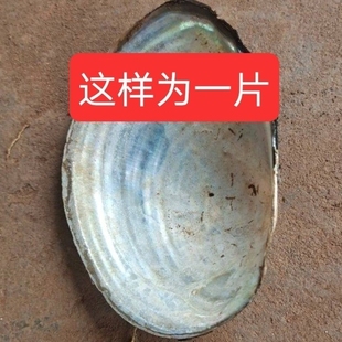 割漆接漆用贝壳蚌壳割漆河蚌壳河蚌壳工艺品河蚌壳贝壳贝壳手工