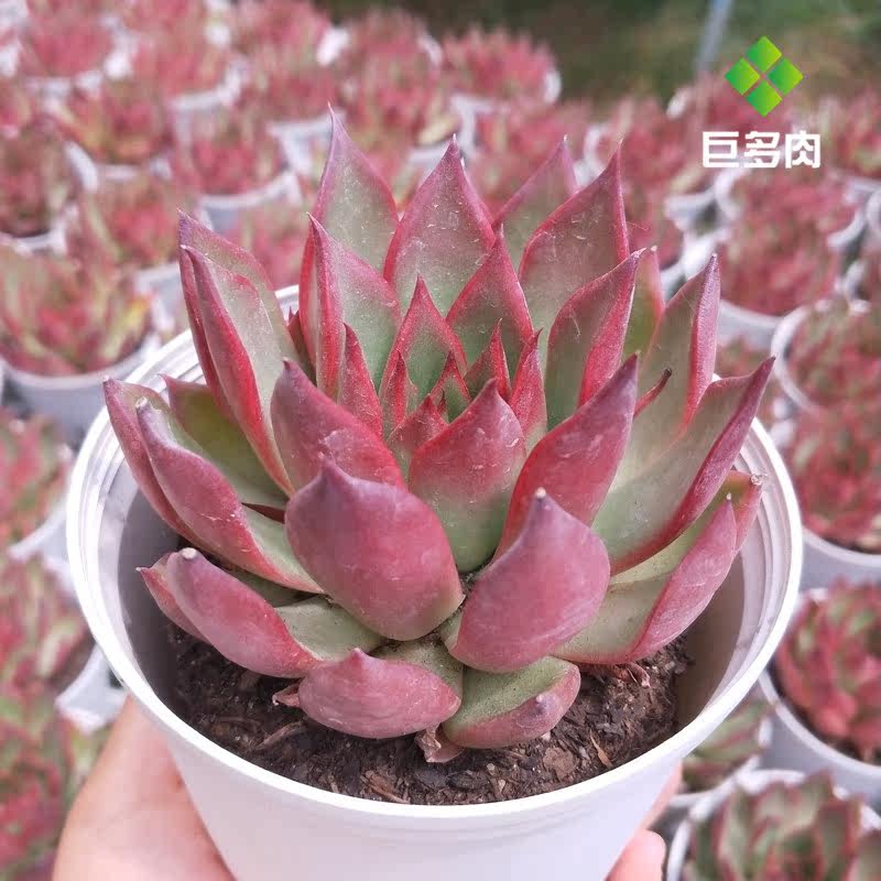 巨多肉 野馬東雲 黑檀汁 冬雲系多肉 萌肉肉組合盆栽 陌上花在類目 鮮花速遞/花卉仿真/綠植園藝, 花卉/綠植盆栽（新）, 多肉植物中 - 來自Buy2taobao.com提供專業的淘寶代購服務