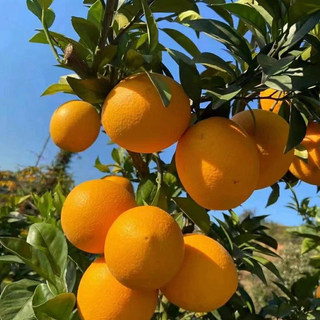 正宗赣南脐橙产地直发10斤装现摘大橙子新鲜当季水果