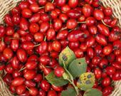 新疆伊犁玫瑰果油100ml基础油保湿