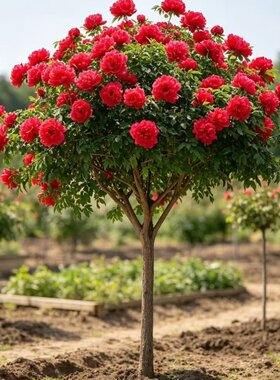 棒棒糖大花木槿浓香型花卉