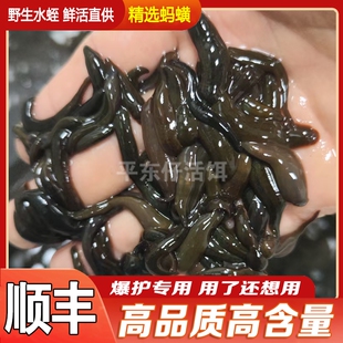 钓鱼活饵水蛭鲜活蚂蟥水蛭黄辣丁肥头草鱼鲶鱼饵野钓江河活体虫饵
