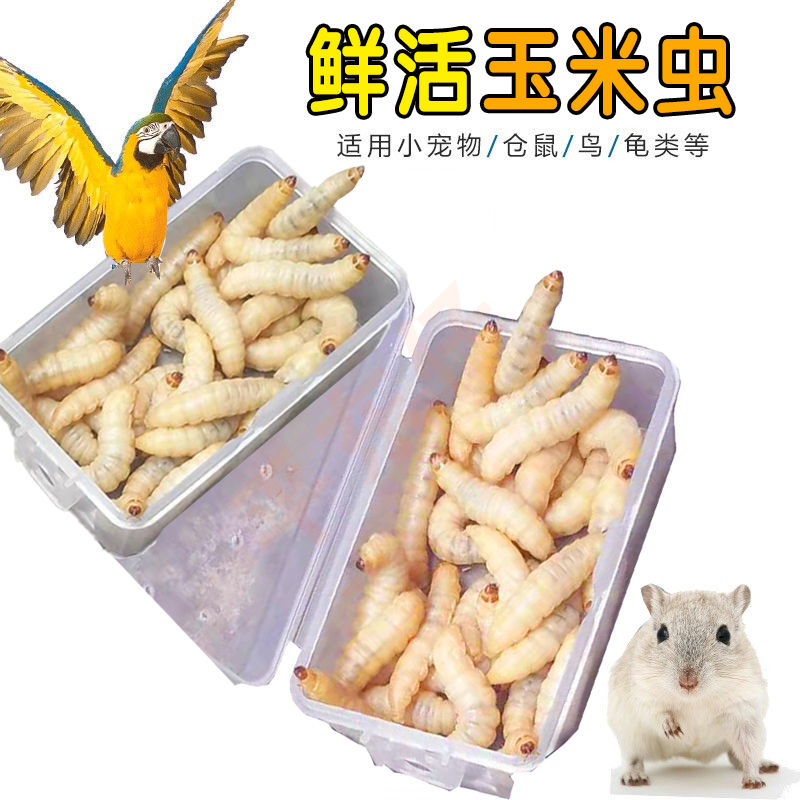 喂鸟粮食玉米虫活虫大蜡螟鱼饵宠物绣眼画眉鸟食仓鼠爬宠饲料活饵 宠物/宠物食品及用品 鸟 原图主图