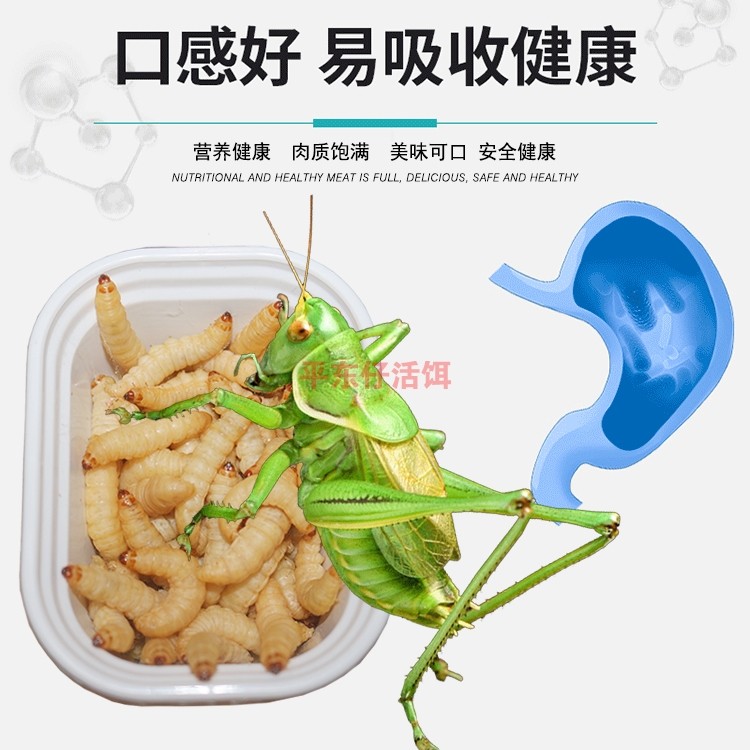 新鲜玉米虫活虫蝈蝈食蝈蝈粮食鸣虫幼虫蝈蝈专用爬虫食物活虫饲料