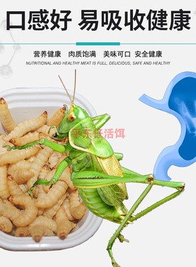 新鲜玉米虫活虫蝈蝈食蝈蝈粮食鸣虫幼虫蝈蝈专用爬虫食物活虫饲料
