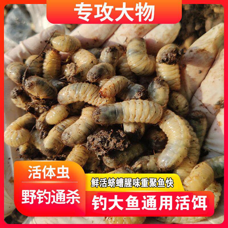 【400只蛴螬大降价】新品鱼饵蛴螬老母虫黑坑野钓鲶鱼鲤鱼饵料