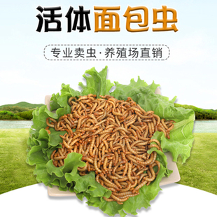 面包虫鲜活黄粉虫活虫仓鼠粮食龟鹦鹉蜥蜴宠物通用活体饲料钓鱼饵