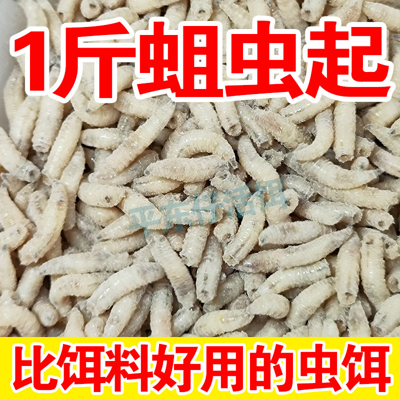【1斤蛆虫】新鲜蛆虫活蛆白蛆白虫红蛆野钓鲫鱼公鱼小石斑鱼饵料,户外/登山/野营/旅行用品,台钓饵,淘宝优惠券,粉丝福利购,淘宝优惠卷