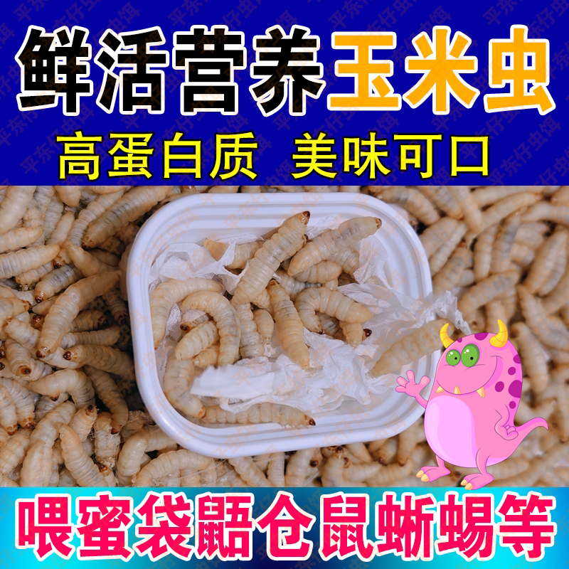 【大号玉米虫喂蜥蜴】鲜活玉米虫饵蜥蜴活虫饲料爬宠守宫蜥蜴食物