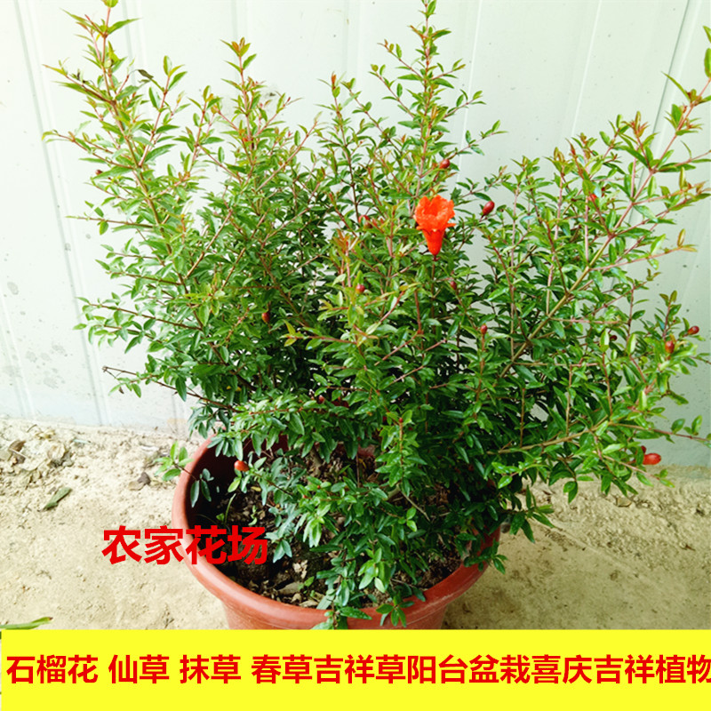 热销潮汕红花 石榴花 仙草 抹草 春草吉祥草阳台盆栽
