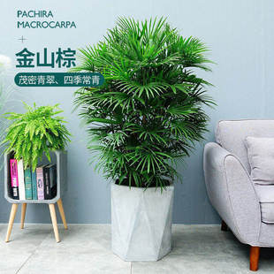 梦邦金山棕竹细叶精品办公室盆栽酒店大堂大型棕榈科植物别墅绿植