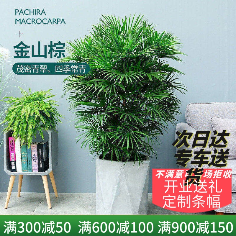 梦邦金山棕盆栽专车送货上门