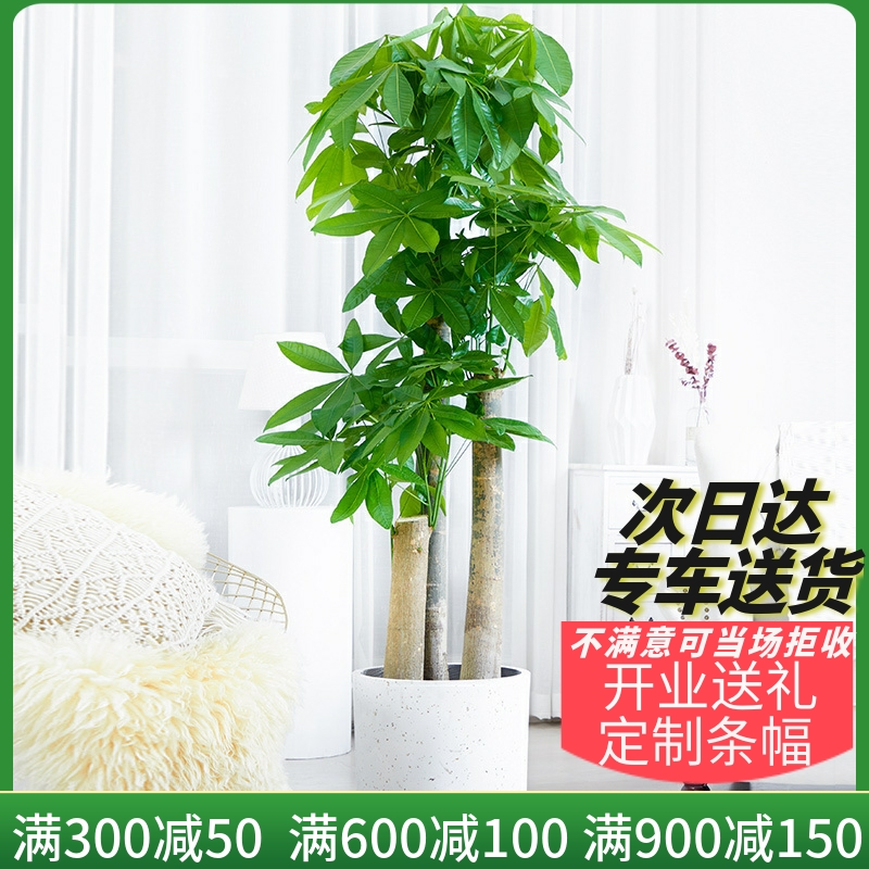 梦邦送礼乔迁大绿植步步高发财树