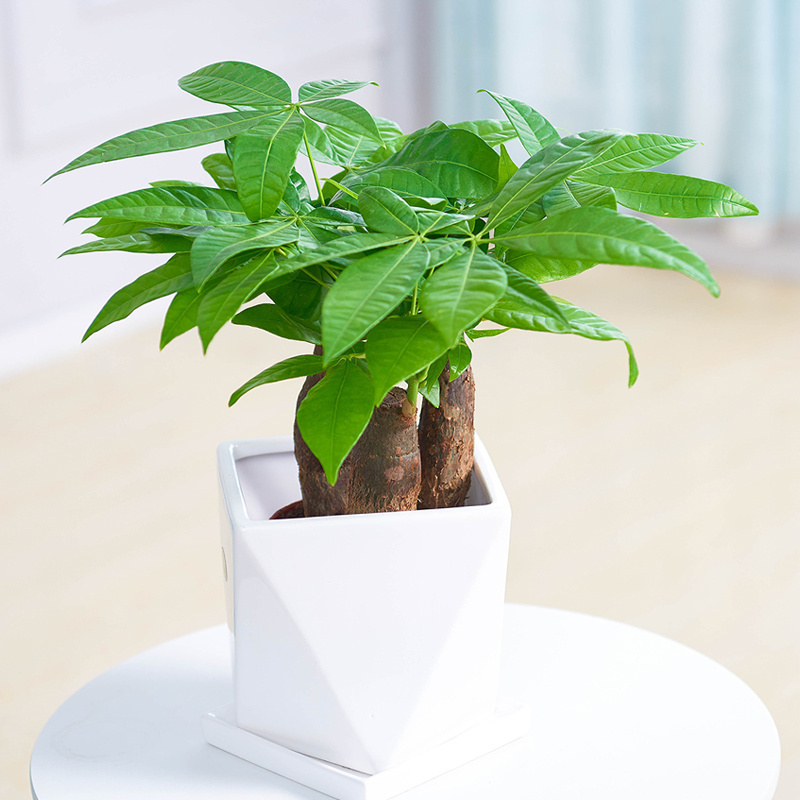 梦邦发财树办公室净化空气发财树