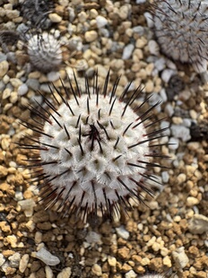 直刺佩雷,实生根,尺寸2到2.5厘米左右,可以挑,随机发货