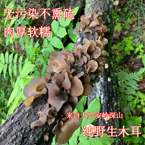 野生黑木耳500g大兴安岭山货