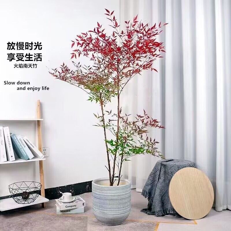 火焰南天竹盆栽树苗室内客厅植物桌面绿植
