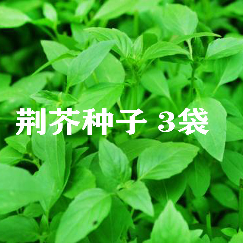安徽阜阳特产 荆芥种 3包 新鲜荆芥荆棘自种大叶荆芥籽荆芥菜