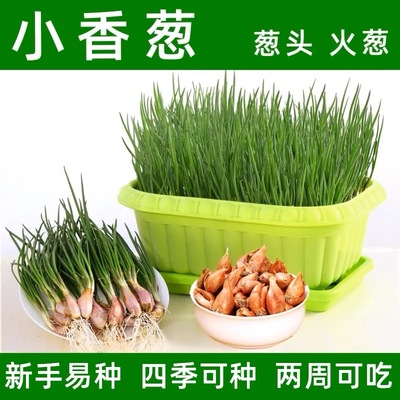葱种葱头小葱四季小香葱种籽红葱头葱苗葱籽香苗火子头孑盆栽种