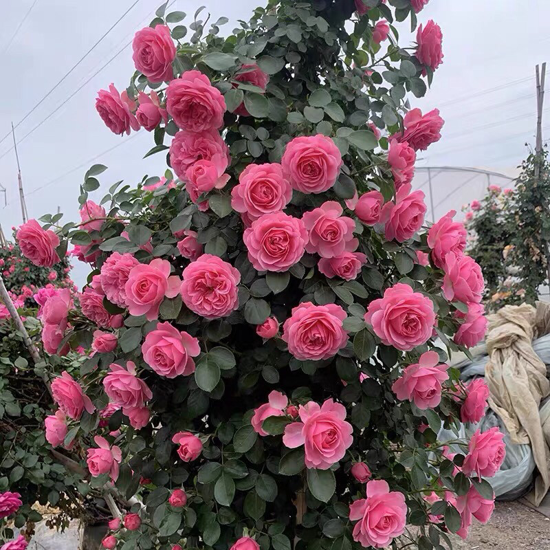 粉色达芬奇耐热耐晒耐雨淋多季节开花爬藤,鲜花速递/花卉仿真/绿植园艺,月季/蔷薇/玫瑰,淘宝优惠券,粉丝福利购,淘宝优惠卷