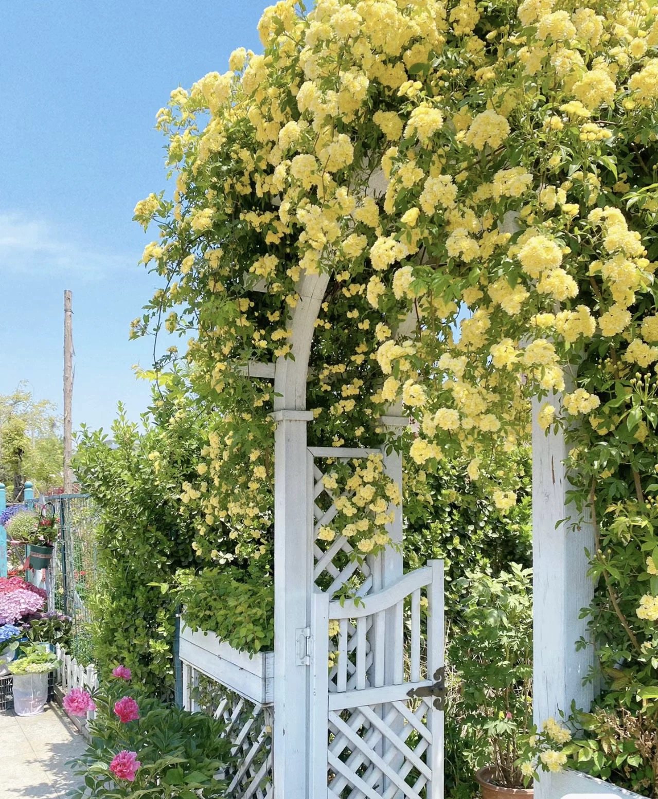 黄木香大型爬藤耐低温能长10米以上的高度,鲜花速递/花卉仿真/绿植园艺,月季/蔷薇/玫瑰,淘宝优惠券,粉丝福利购,淘宝优惠卷